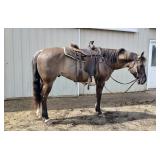 Lot# 452 QH Gelding  6yro