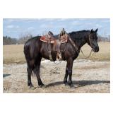 Lot# 456 Draft Cross Gelding  5yro