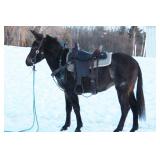 Lot# 462  4yro Molly Mule