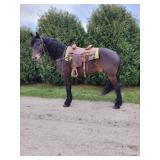 Lot# 475 5 yrs old 7/8 Frisiean 1/8 Stdbred