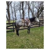 Lot# 484 AQHA Gelding 7 Yrs old