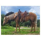 Lot# 453 Sold for $5800 6 Yr old AQHA Mare Sire: PC Sak Em Sugar Dam: Four L Lady Jackie