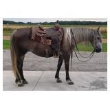 Lot#499 Sold for $7750, 5 yr old Draft cross Mare, Trail horse deluxe!