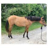 Lot# 474 Sold for $5200, Yearling AQHA Stallion Sire: Little Dry Whiz Dam: Quixote Lenaette