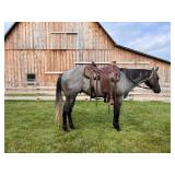 Lot# 445 Sold for $10,500, 4 Yr Old AQHA Gelding Sire: PK Sir Tags Dam: Savanna Derby