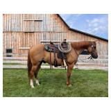 Lot# 434 Sold for$7700, 9 Yr old AQHA Gelding Sire: Mr Tari Ashwood Dam: Savanna O Lena