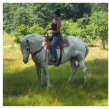 Lot#542 Sold for $8750, 9 Yr Old Percheron Spotted Draft Gelding, rides and drives.