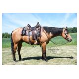 Lot# 461 Sold for $ 12,500 6 Yr old AQHA Gelding