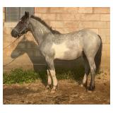 Lot# 417 Sold for $4750, Yearling Gypsy X Gelding,
