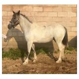 Lot# 429 Sold for $4300, Yearling Gypsy Cross Filly 