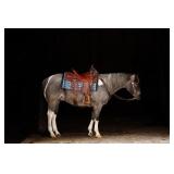 Lot# 452 APHA reg. 4 yr old Gelding Peptoboonsmal & Highbrow Cat Bloodlines