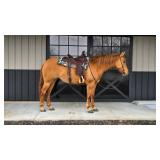  Lot# 427 5 Yr old AQHA Mare