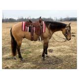 Lot# 481 5 yr old AQHA Gelding Hollywood Jac / Peppy San Badger Bloodlines