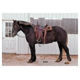 Lot# 441  4 yr old Percheron Gelding, Very well Trained, gentle