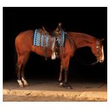 Lot# 482 3 Yr Old AQHA Gelding Sire: FM Cottonwood by Colonels Smoking Gun Dam by: Topsail Whiz