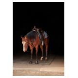 Lot# 482 3 Yr Old AQHA Gelding Sire: FM Cottonwood by Colonels Smoking Gun Dam by: Topsail Whiz