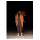 Lot# 482 3 Yr Old AQHA Gelding Sire: FM Cottonwood by Colonels Smoking Gun Dam by: Topsail Whiz