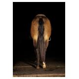 Lot# 420 13 yr old AQHA mare Sire: Einsteins Revolution Dam: Smartest Hollywood