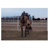 Lot# 420 13 yr old AQHA mare Sire: Einsteins Revolution Dam: Smartest Hollywood