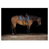 Lot# 420 13 yr old AQHA mare Sire: Einsteins Revolution Dam: Smartest Hollywood