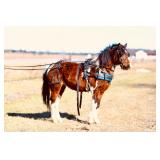 Lot# 526 3yr old Pony Stallion Green broke