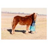 Lot# 534 3 Yr old Pony-Hackney X Mare Baby sitter deluxe! Fast traveller