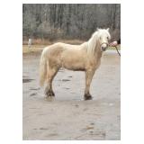 Lot# 569 7 yr old Pony gelding