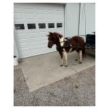 Lot# 504 3yr old Stdbred-Mini Pony X Mare, 45" Broke to ride and drive. In foal