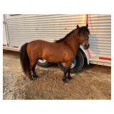 Lot# 414  8 Yrs Old Miniature Pony Stallion