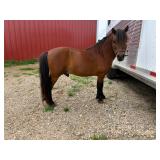 Lot# 414 8 yr old Mini Pony Stallion Very sweet and easy to handle