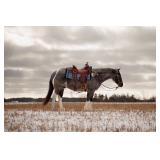 Lot# 452 APHA reg. 4 yr old Gelding Peptoboonsmal & Highbrow Cat Bloodlines