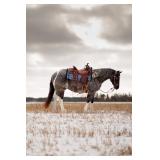 Lot# 452 APHA reg. 4 yr old Gelding Peptoboonsmal & Highbrow Cat Bloodlines