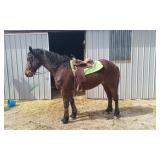 Lot#583 6 Yrs Old Freisian-Stdbred Gelding