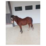 Lot# 586 2 Yr old Pony Gelding 38" TSS. broke to ride and drive