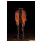 Lot# 483 Lot# 4834 yr old Friesian-QH X Mare Sire: Oak Hill Jazz Jasper