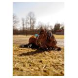 Lot# 483 Lot# 4834 yr old Friesian-QH X Mare Sire: Oak Hill Jazz Jasper