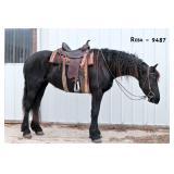 Lot# 465 6 yr old Freisian-Morgan X Mare well broke to ride, knows some tricks.