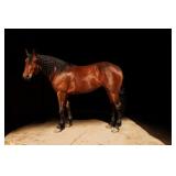 Lot# 483 Lot# 4834 yr old Friesian-QH X Mare Sire: Oak Hill Jazz Jasper