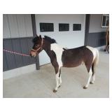 Lot#596 Yearling Pony Stallion 42" TSS. Green Broke