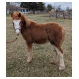 Lot#540  Weanling Gypsy Vanner Cross Colt