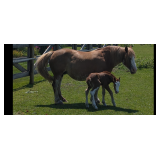 Lot#541 19 YRs Old Haflinger Mare