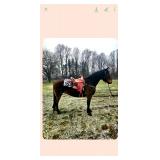 Lot#550  7 Yrs Old Draft cross Gelding
