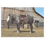 Lot#440  4 Yrs Old Quarter Horse-Percheron Cross Gelding