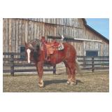 Lot#489 3 Yrs Old Pony-Belgian Cross Gelding