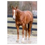 Lot#472 Lot#472 3 yr old AQHA NRHA gelding Sire: Americasnexttopgun Dam: She s Ready On Line
