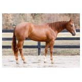 Lot#472 Lot#472 3 yr old AQHA NRHA gelding Sire: Americasnexttopgun Dam: She s Ready On Line