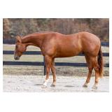 Lot#472 Lot#472 3 yr old AQHA NRHA gelding Sire: Americasnexttopgun Dam: She s Ready On Line