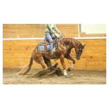 Lot#472 3 yr old AQHA NRHA gelding Sire: Americasnexttopgun Dam: She s Ready On Line