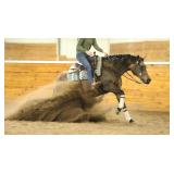 Lot#420 13 yr old AQHA mare Sire: Einsteins Revolution Dam: Smartest Hollywood