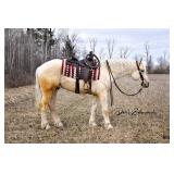 Lot#462  4 Yrs Old Draft-Quarter Horse Cross Gelding
